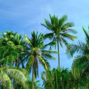 coconut palm trees against blue sky .