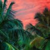 tropical palm trees in dreamy colors in sunset in jungle of sri lanka.