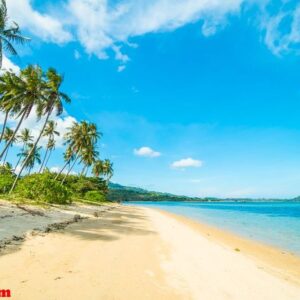 beautiful tropical beach and sea with coconut palm tree in parad