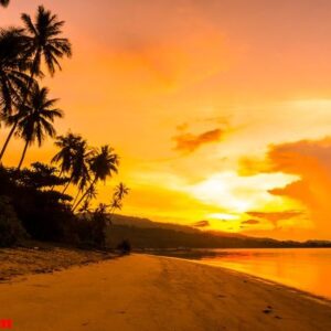 beautiful outdoor view ocean and beach with tropical coconut pal