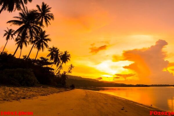 beautiful outdoor view ocean and beach with tropical coconut pal