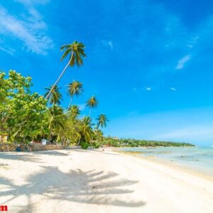 beautiful tropical beach sea and sand with coconut palm tree on