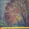 trees in the autumn season, tropical forest