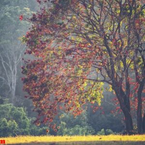 trees in the autumn season, tropical forest