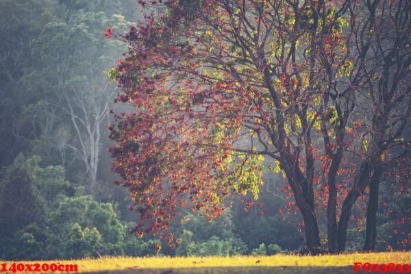 trees in the autumn season, tropical forest