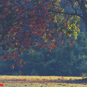 trees in the autumn season, tropical forest