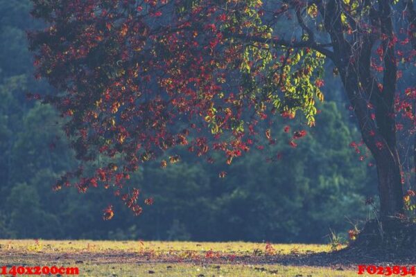 trees in the autumn season, tropical forest