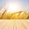 empty wooden table with blurred grasses, grain on background, wheat,barley, rye.summer, spring background