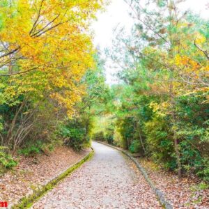 walk way with red maple leaves blooming at arashiyama