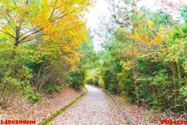 walk way with red maple leaves blooming at arashiyama