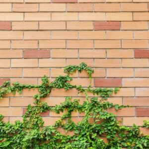 grunge wall background with foliage