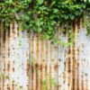 old and rusty galvanized iron wall with ivy texture