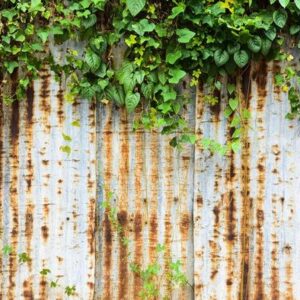 old and rusty galvanized iron wall with ivy texture