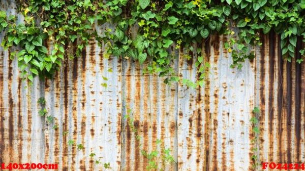 old and rusty galvanized iron wall with ivy texture