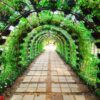 the arch of the greenhouse tomato seedlings in early spring