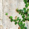 green creeper plant on white wall