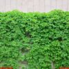 green ivy grows along the beige wall of painted tiles. texture o