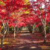 red maple leaves in autumn season background, taken from hokkaid