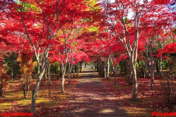 red maple leaves in autumn season background, taken from hokkaid