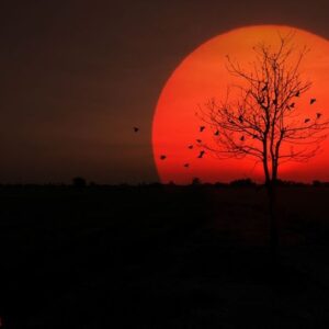 silhouette dry tree sunset