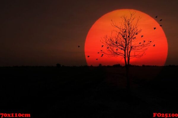 silhouette dry tree sunset