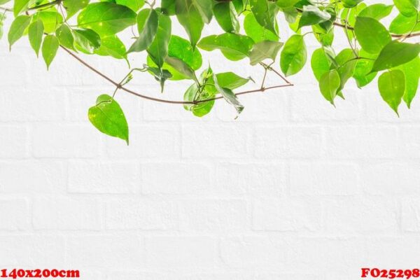 green ivy on white wall