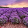 lavender field. beautiful lavender blooming scented flowers with dramatic sky.