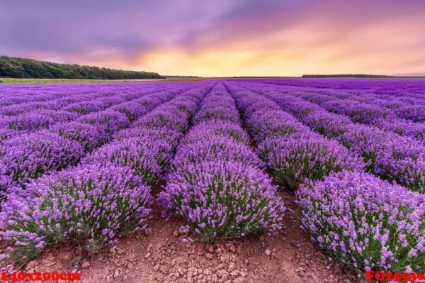 lavender field. beautiful lavender blooming scented flowers with dramatic sky.