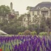 lavender field in bloom