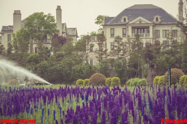 lavender field in bloom