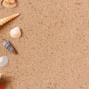 seashells on sand beach. copy space.