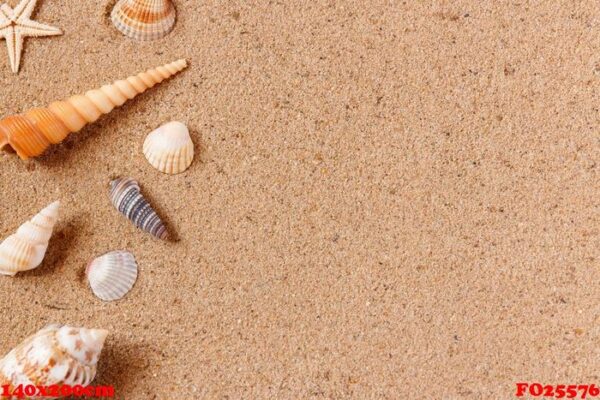 seashells on sand beach. copy space.