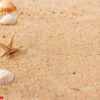 seashells on sand beach. close up and copy space.