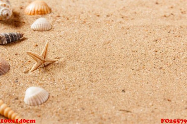 seashells on sand beach. close up and copy space.