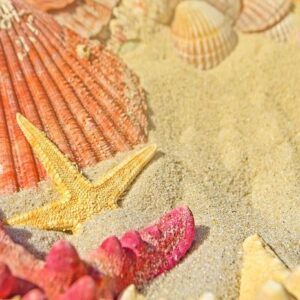 red starfish and seashells