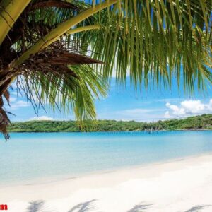 palm tree on beach in summer.