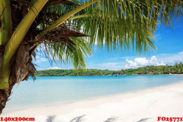 palm tree on beach in summer.