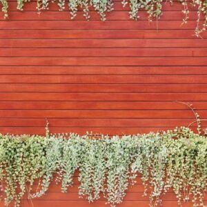 orange woodden wall with foliage