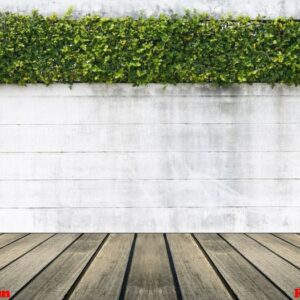 cement wall and green leaf for background