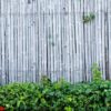 bamboo fence wall background and texture with green plant decora