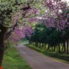 cherry blossoms in full bloom