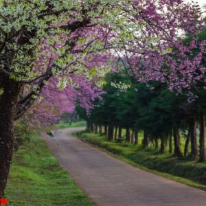 cherry blossoms in full bloom