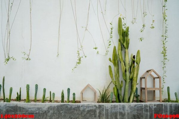 cactus garden at the white wall