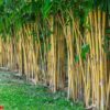 planting bamboo wall