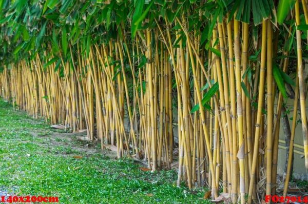 planting bamboo wall