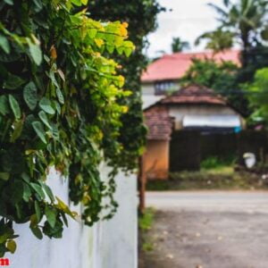 plants growing on a wall