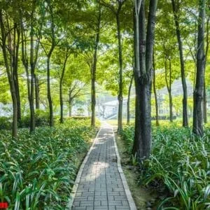 city park,spring/summer natural scenery