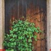 green plant on wooden door of traditional house in ancient village