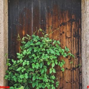 green plant on wooden door of traditional house in ancient village