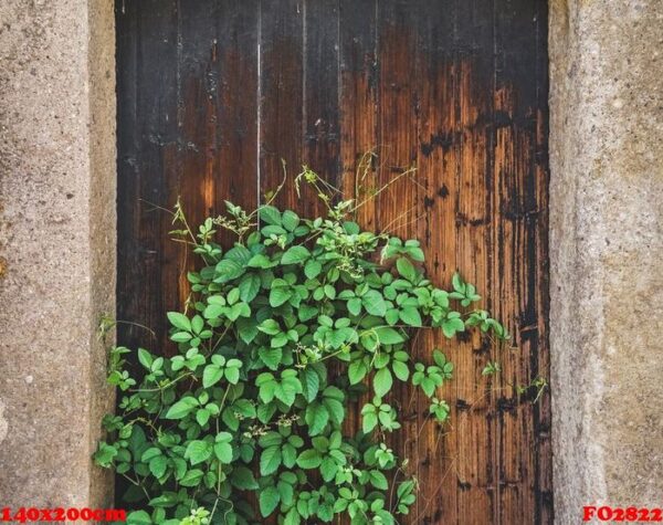 green plant on wooden door of traditional house in ancient village